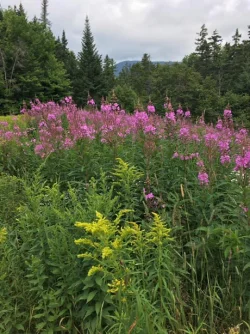 13_waterville_valley.jpg