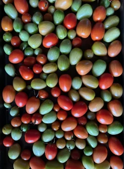 Tomatoes Photo: Carolyn  Wheeler