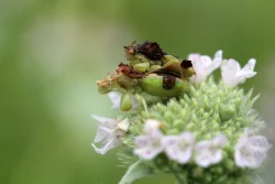 Interesting insects Photo: Jack Saul