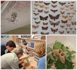 Moth investigations Photo: Emily S. Rowe