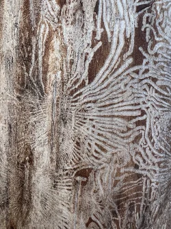 Elm bark damage Photo: Jackie Robidoux