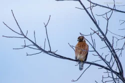 Hawk Photo: Benjamin Wymer