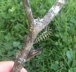 14_Swallowtailtwo.jpg