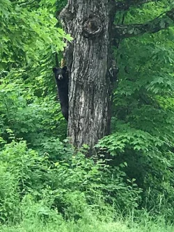 14_bear.jpg