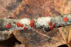 Brain fungus Photo: Ken Hatch