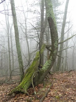 14_chestnut_red_oak.jpg