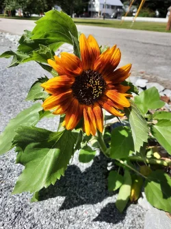 Sunflower Photo: Emily S. Rowe