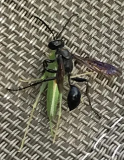 14_wasp.jpg