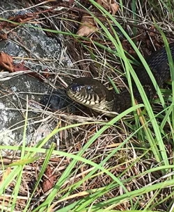 14_water_snake.jpg