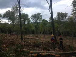 15---Forester_Logger_Review.jpg
