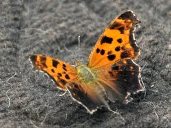 Eastern comma butterfly Photo: Kit Hood