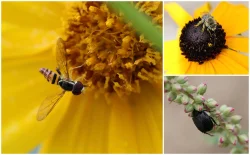 Pollinators Photo: Jack Saul
