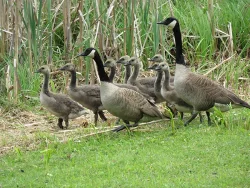 15_geese_with_babies_june.jpg