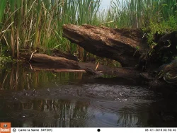 15_green_heron.jpg Photo: Northern Woodlands