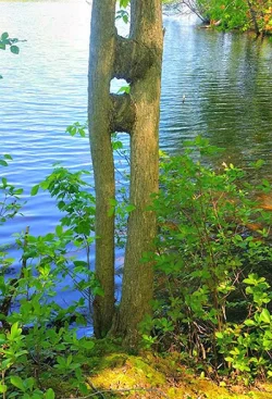 15_lisamayoddtreeformation5.jpg