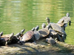 Turtles Photo: Becky Linton