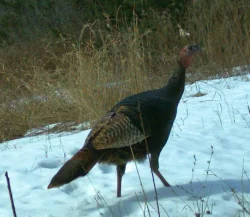 15_turkey.jpg