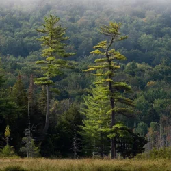 White Pines Photo: Chris Gill