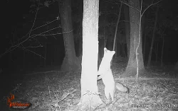 Gray Fox Tree Photo: Bonnie Honaberger