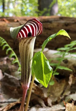 Jack in the pulpit Photo: Bekky Honkala