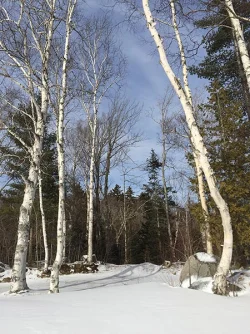 16_midwinter_day.jpg