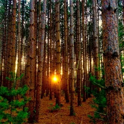 16_red_pines_sundown.jpg