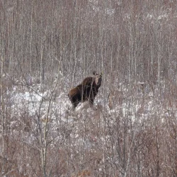 Cow Moose Photo: AM Dannis