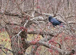 17_ravin_in_tree_web.jpg