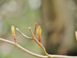 17_sacch_bud_1may17.jpg