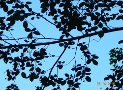 17_shad_tree_june.jpg