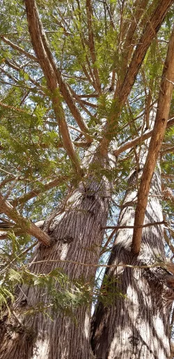 Tall cedar Photo: Mary Heide