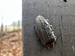 Winter firefly Photo: Tracy Jones