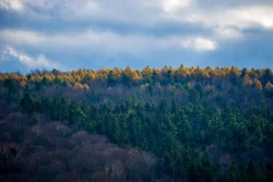 Ridgeline Tamaracks Photo: John Snell