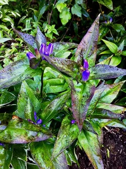 18_gentian_eaf.jpg