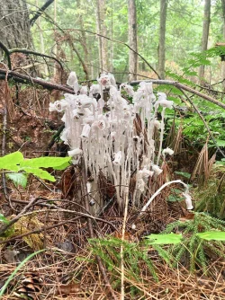 Ghost pipe Photo: Tom Grett