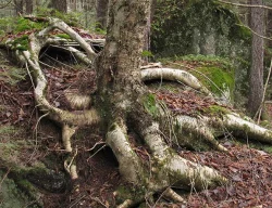18_octopusbirch_web.jpg