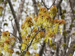 18_sacch_flowers_7may17.jpg
