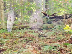 18_trifecta_spider_webs.jpg