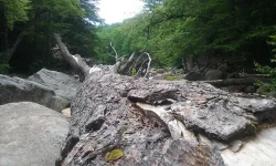 19_bull_pine_sawyer_river.jpg