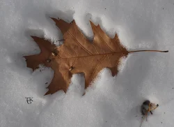 19_concord_leaf.jpg