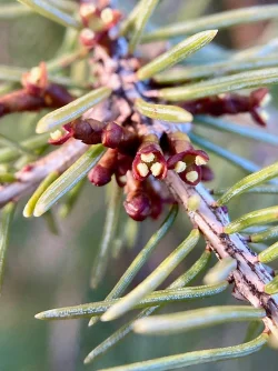 Dwarf mistletoe Photo: Kirk T. Gentalen