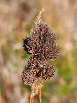 Bushclover Photo: Ross Lanius