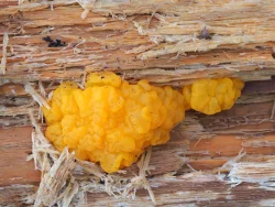 Orange jelly fungus Photo: Ross Lanius