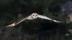 Short eared owl Photo: Charlie Schwarz