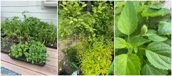 Starter plants Photo: Nancy Farwell