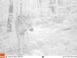 1_EK000125.jpg Photo: Northern Woodlands