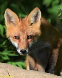 Red fox Photo: Jennifer  Cummings