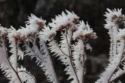 1_Winterweeds_Web.jpg