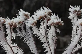 1_Winterweeds_Web.jpg thumbnail