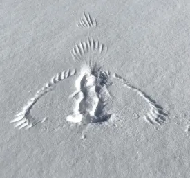 Bird print thumbnail